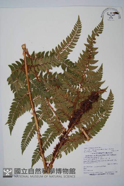 阿里山耳蕨藏品圖，第1張