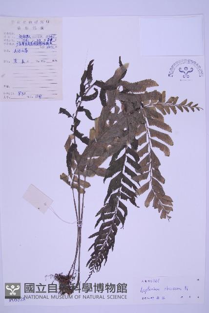 綠柄剪葉鐵角蕨藏品圖，第1張