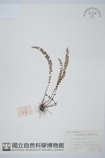 鐵角蕨藏品圖，第1張