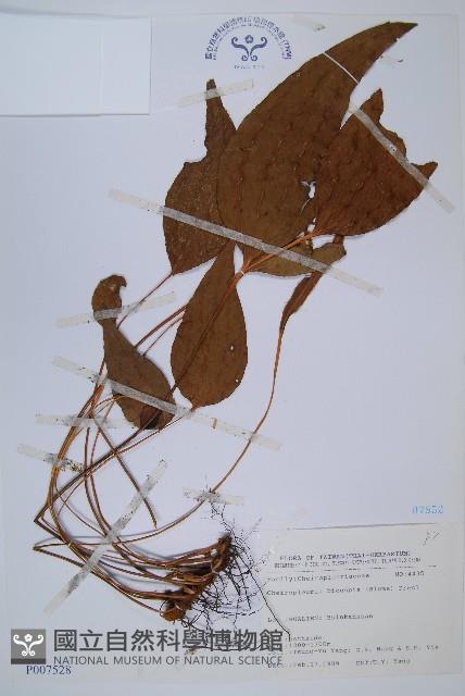 燕尾蕨藏品圖，第1張