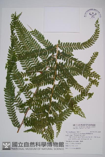 熱帶鱗蓋蕨藏品圖，第1張