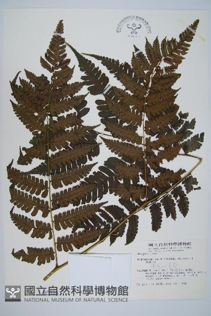 德氏雙蓋蕨藏品圖，第1張