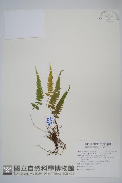 尾葉伏蕨藏品圖，第1張