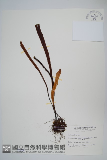 長柄劍蕨藏品圖，第1張