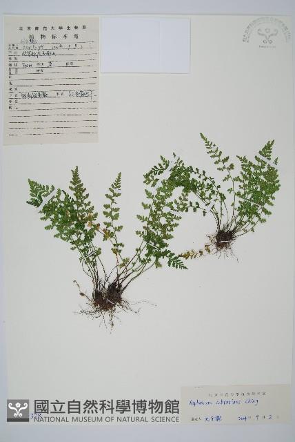 小鐵角蕨藏品圖，第1張