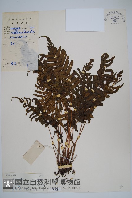 溪邊假毛蕨藏品圖，第1張