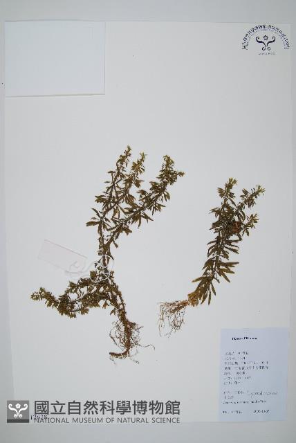 蛇足石杉、千層塔藏品圖，第1張