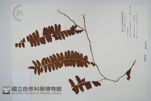 藤蕨藏品圖，第1張