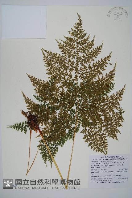 彎柄假複葉耳蕨藏品圖，第1張