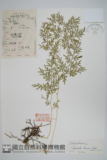 布朗卷柏藏品圖，第1張