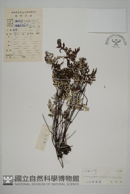 登錄號:P004628藏品圖，第1張