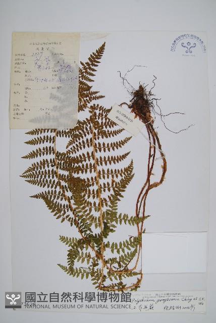 工布耳蕨藏品圖，第1張