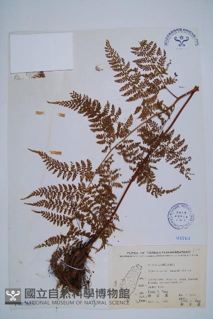 稀子蕨藏品圖，第1張