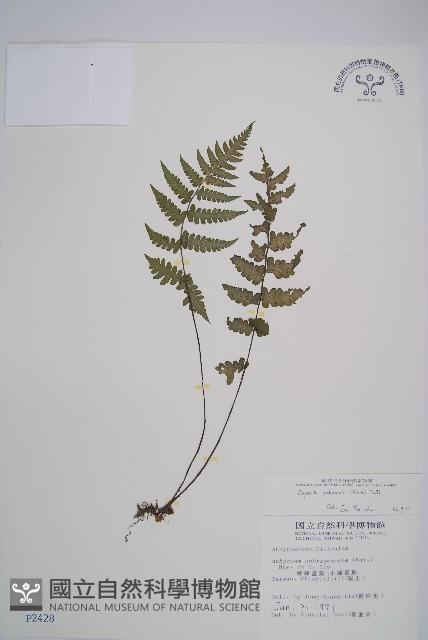 Accession Number:P002428 Collection Image, Figure 1, Total 4 Figures