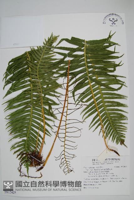 Accession Number:P012428 Collection Image, Figure 1, Total 2 Figures