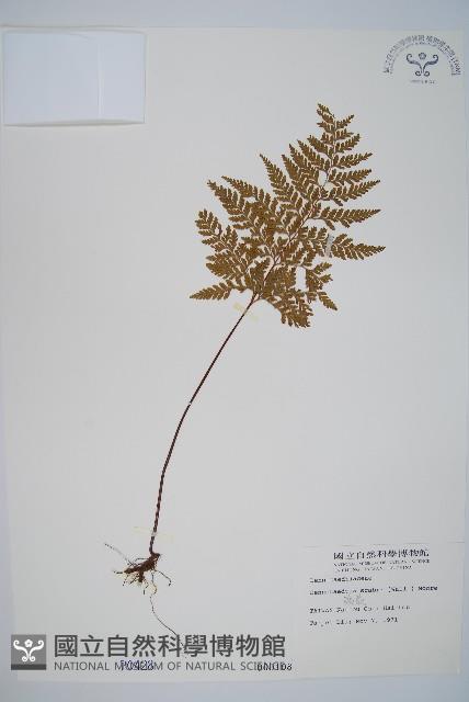 碗蕨藏品圖，第1張