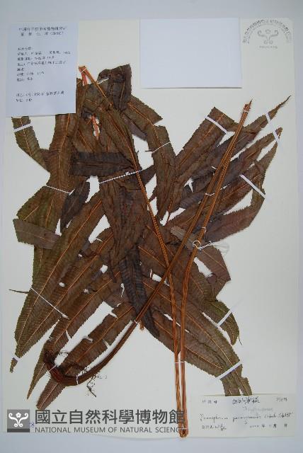 披針新月蕨藏品圖，第1張