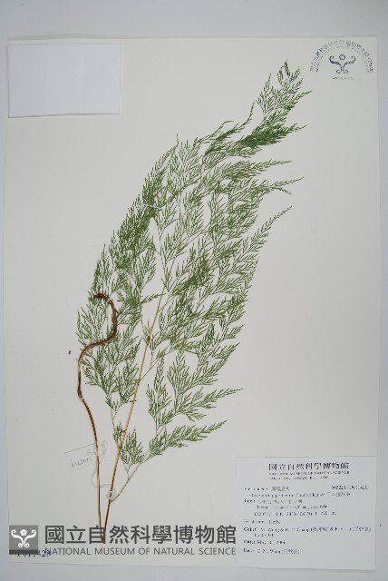 日本金粉蕨藏品圖，第1張