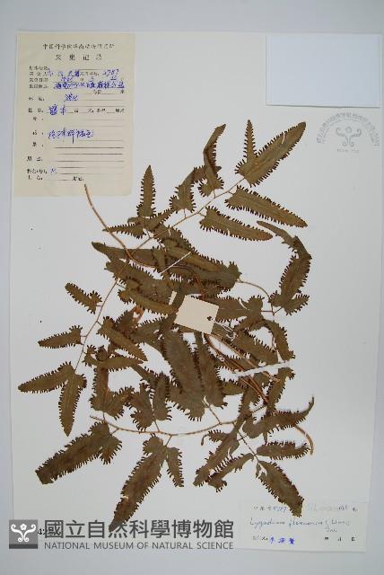 曲軸海金沙藏品圖，第1張