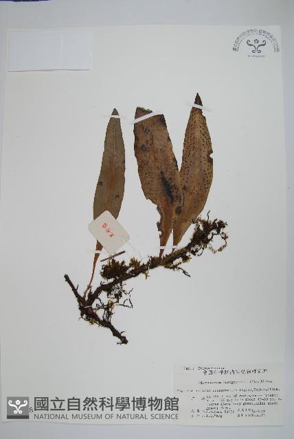 波氏星蕨藏品圖，第1張