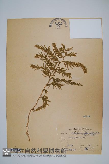 全緣卷柏藏品圖，第1張