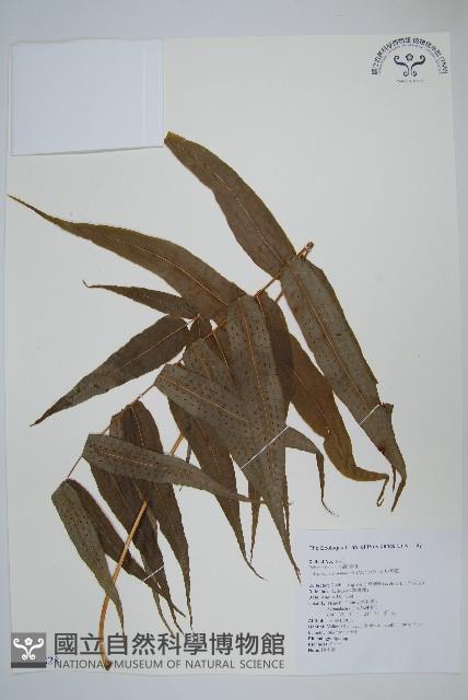 肢節蕨藏品圖，第1張