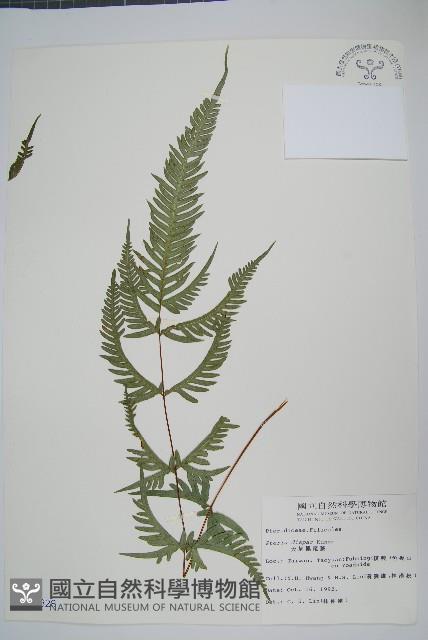 天草鳳尾蕨藏品圖，第1張