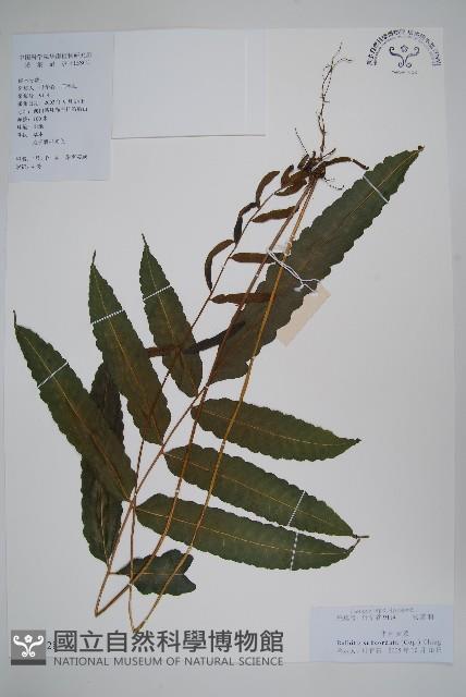 海南實蕨藏品圖，第1張