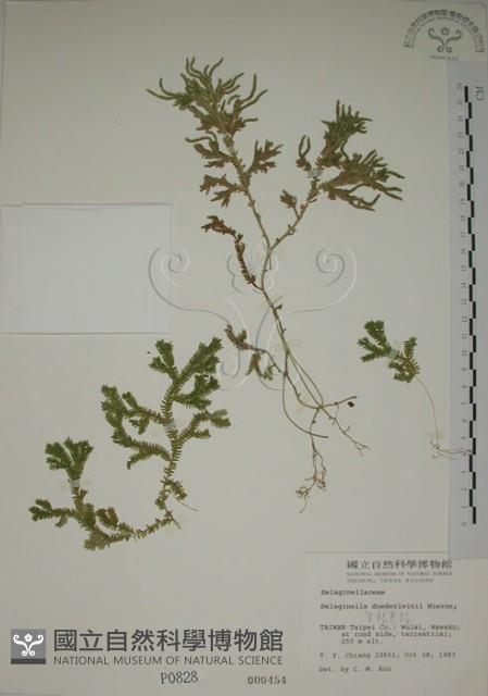 生根卷柏藏品圖，第1張