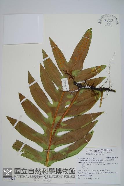 海岸星蕨藏品圖，第1張