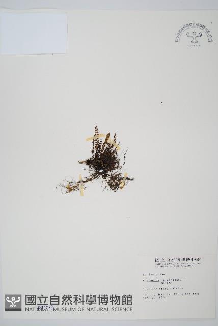 鐵角蕨藏品圖，第1張