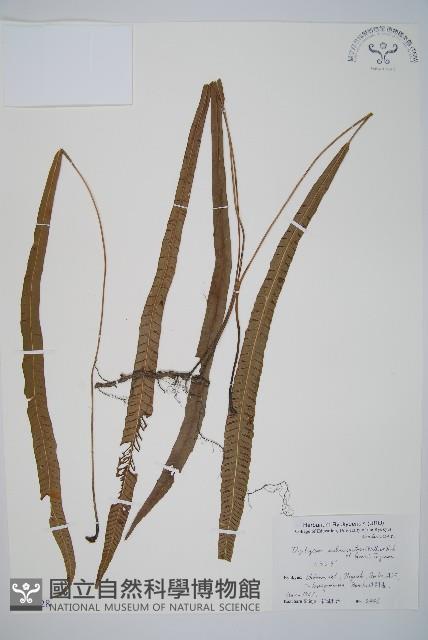 單葉雙蓋蕨藏品圖，第1張