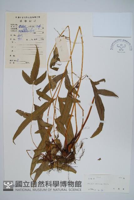 溪鳳尾蕨藏品圖，第1張