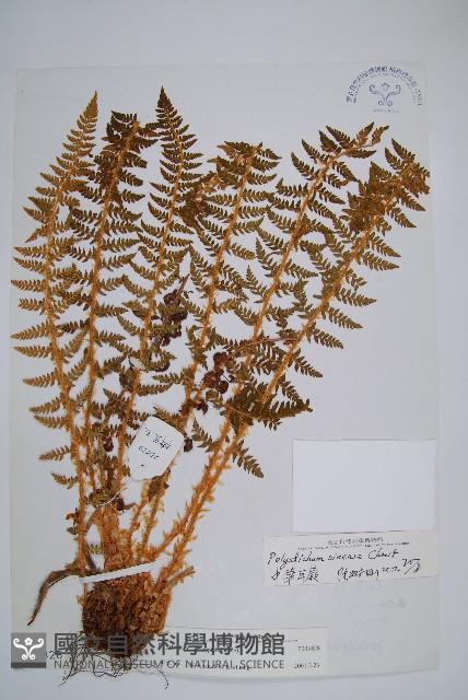 福山氏耳蕨藏品圖，第1張