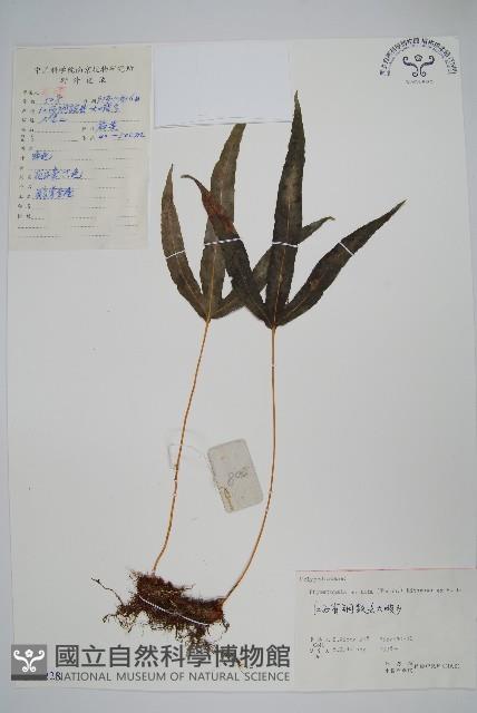 金雞腳藏品圖，第1張