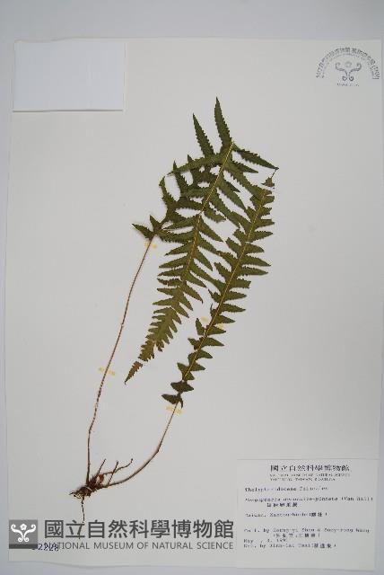 翅軸假金星蕨、短柄卵果蕨藏品圖，第1張