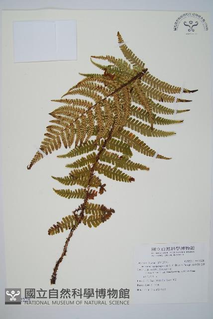 藏布鱗毛蕨藏品圖，第1張