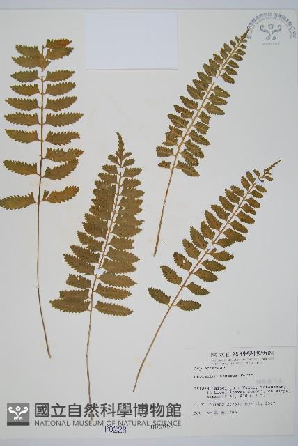 鈍齒鐵角蕨藏品圖，第1張