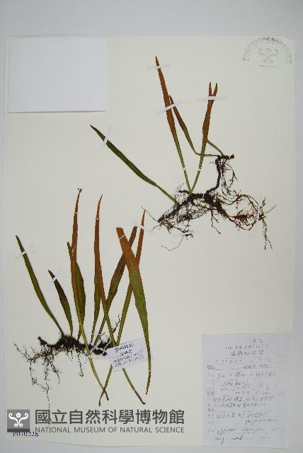 抱樹石葦藏品圖，第1張