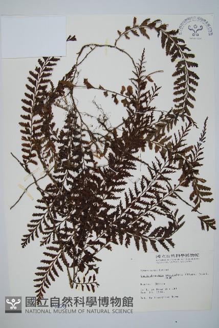 瓶蕨藏品圖，第1張