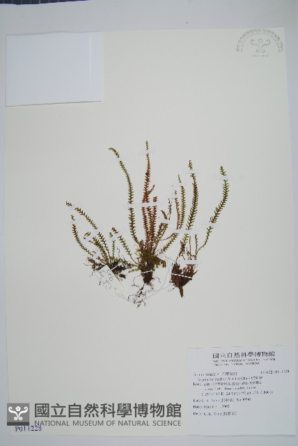 梳葉蕨藏品圖，第1張
