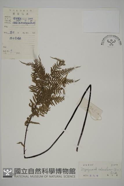 粉葉蕨藏品圖，第1張