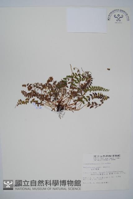 玉山耳蕨藏品圖，第1張