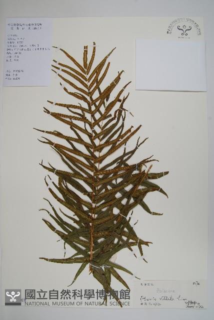 鱗蓋鳳尾蕨藏品圖，第1張