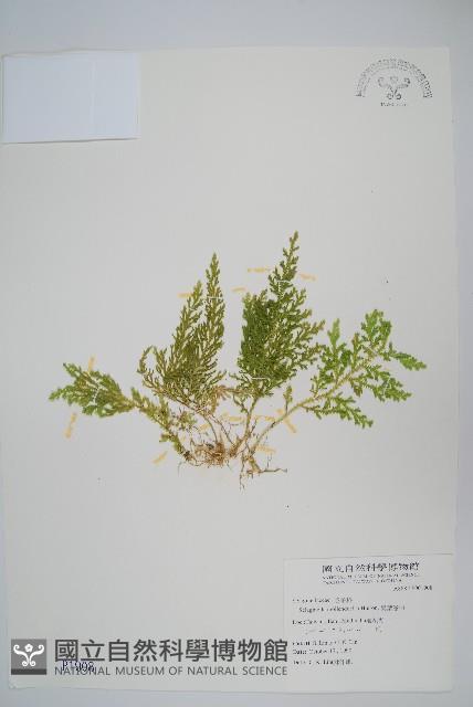 異葉卷柏藏品圖，第1張