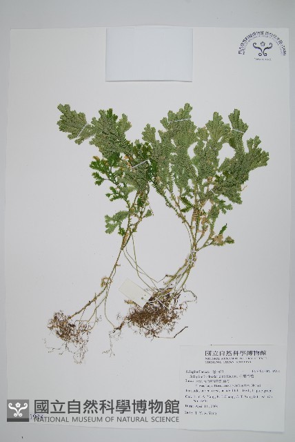 生根卷柏藏品圖，第1張