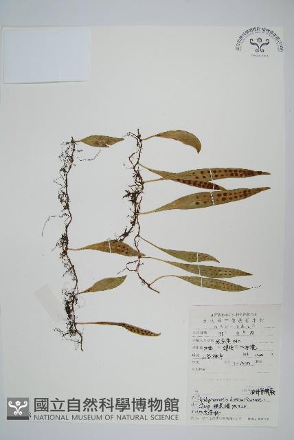 披針骨牌蕨藏品圖，第1張