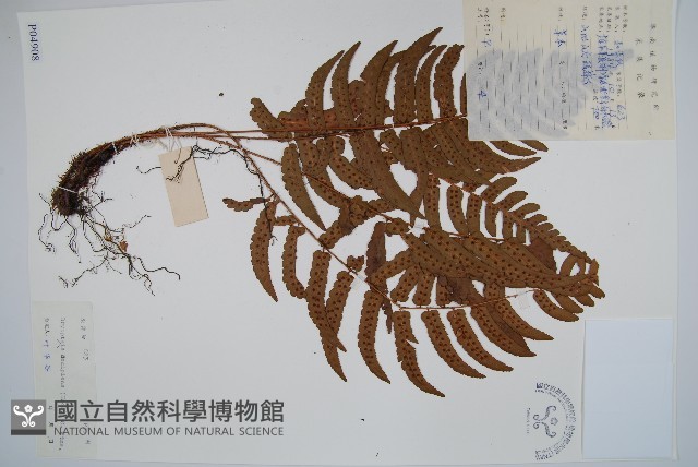 迷人鱗毛蕨、異蓋鱗毛蕨藏品圖，第1張