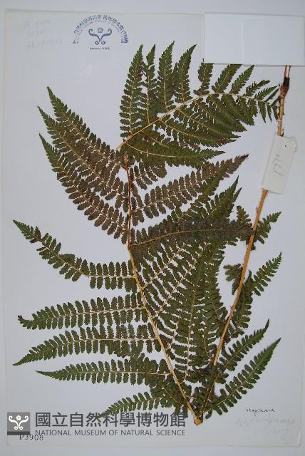 登錄號:P003908藏品圖，第1張