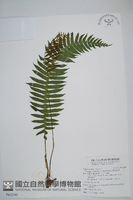 耳形瘤足蕨藏品圖，第1張